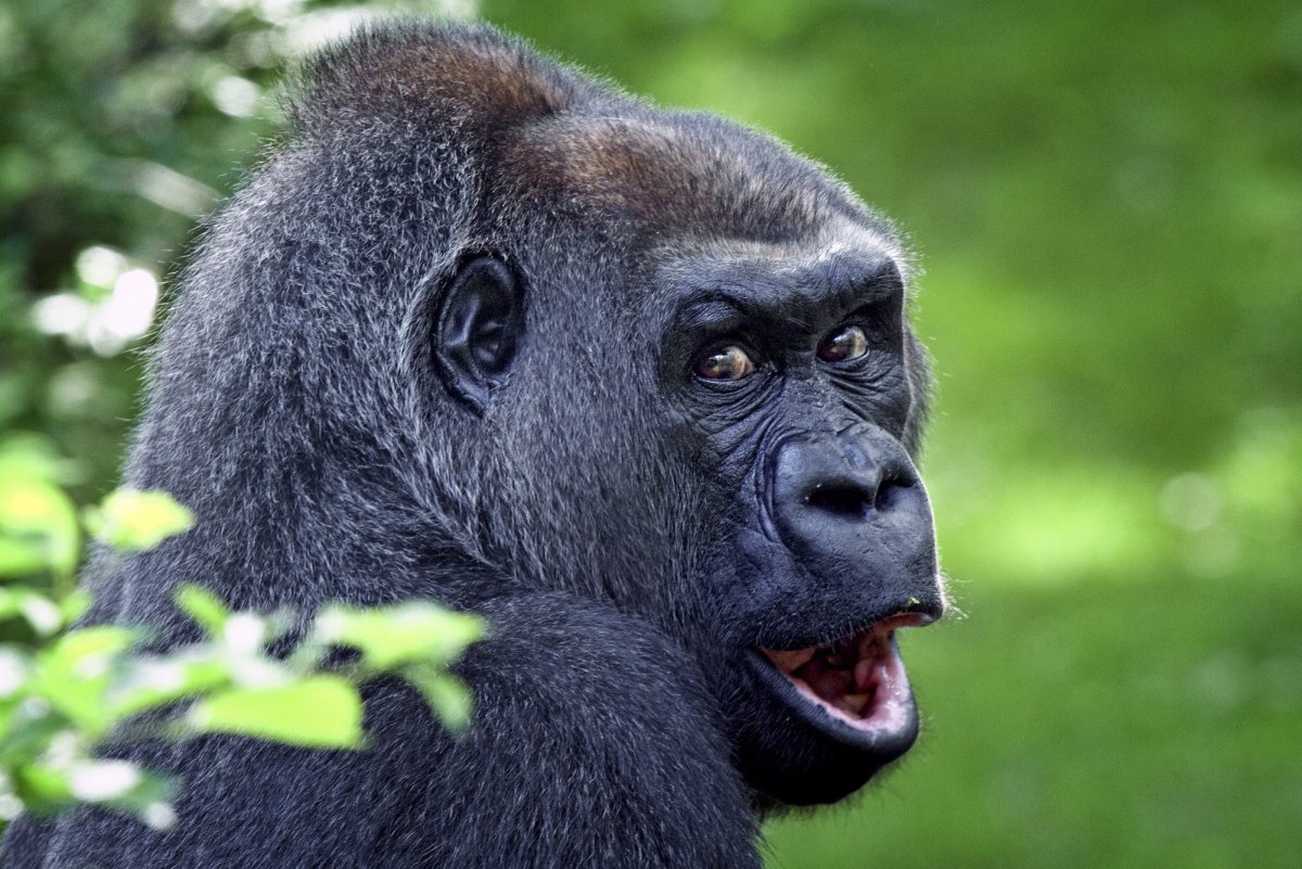 Горилла эмоции