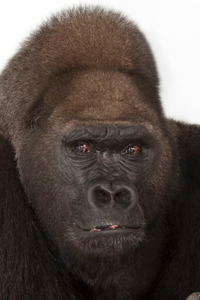 Коричневая горилла