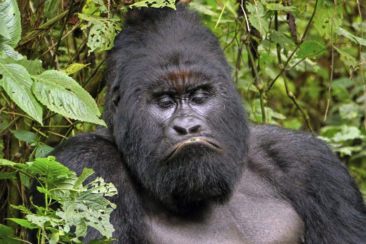 Лицо гориллы