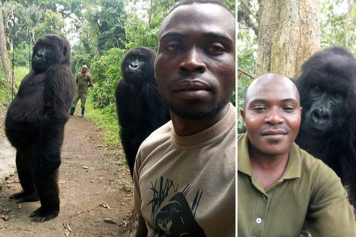 Люди обезьяны в Австралии