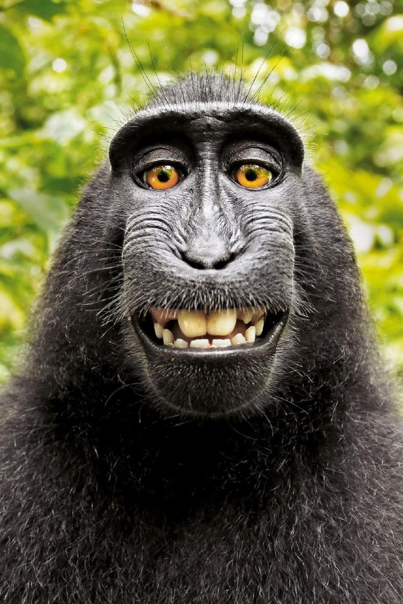 Давид Слейтер обезьяна