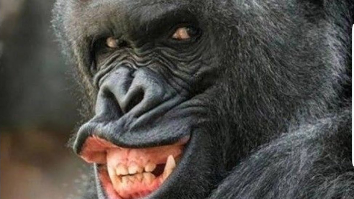 Горилла с открытым ртом