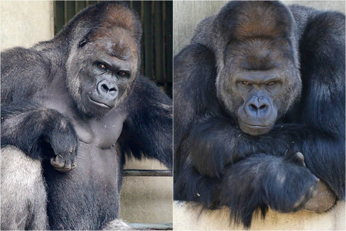 Самец гориллы с женщиной