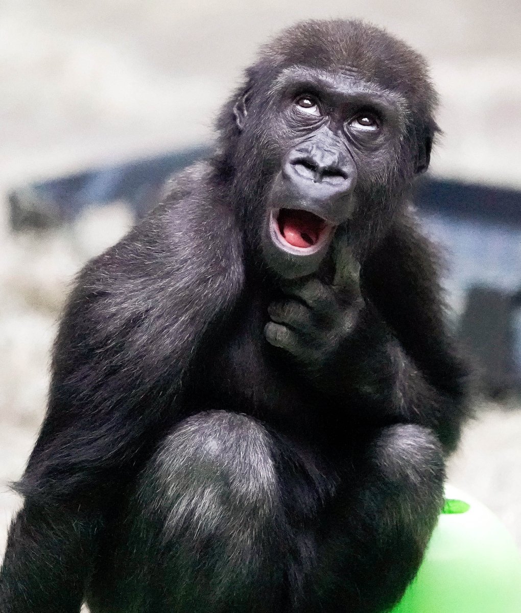 Горилла смеется
