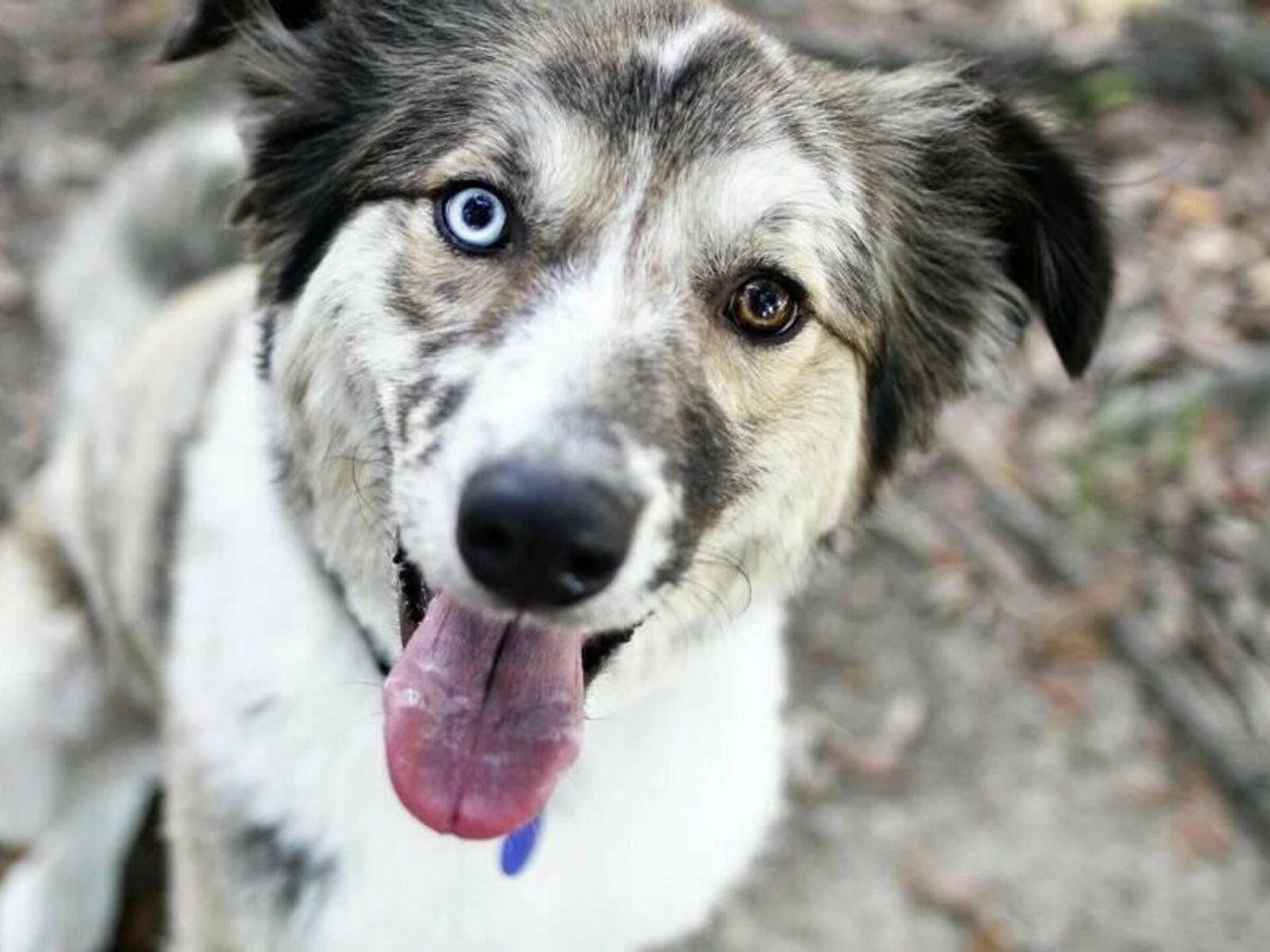 Беспородная собака дворняжка