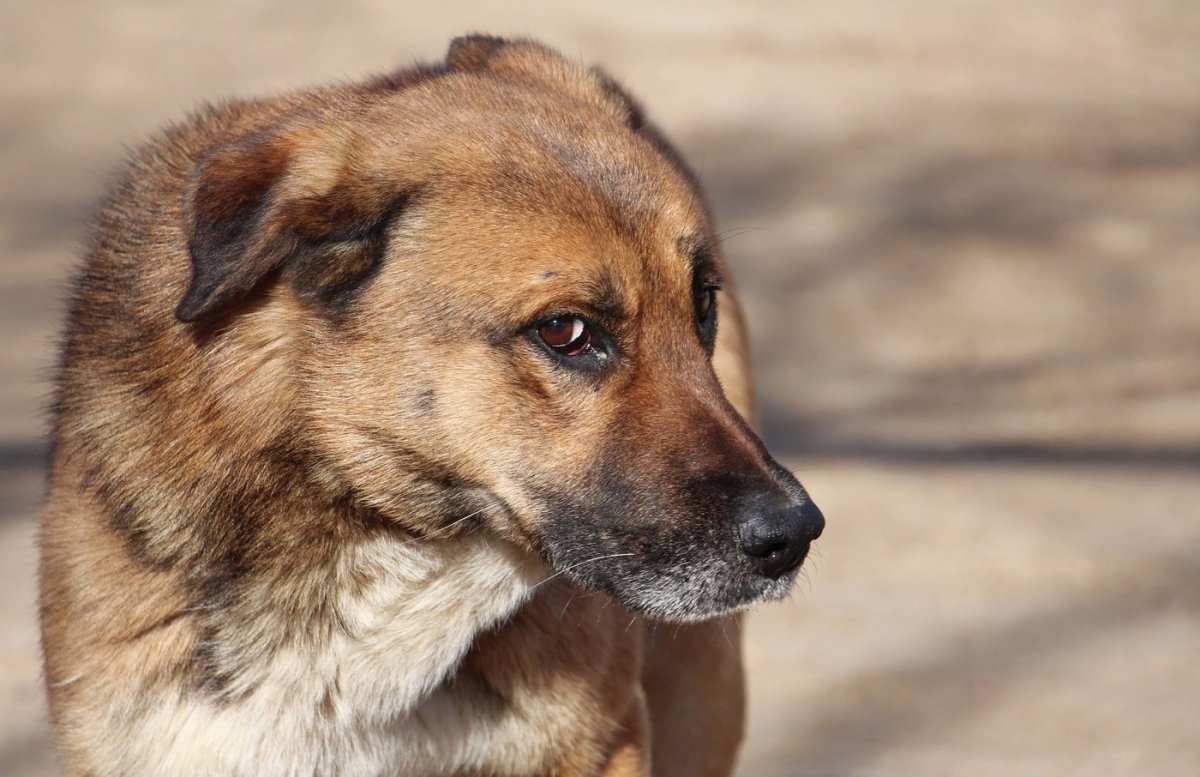 Беспородная собака дворняжка