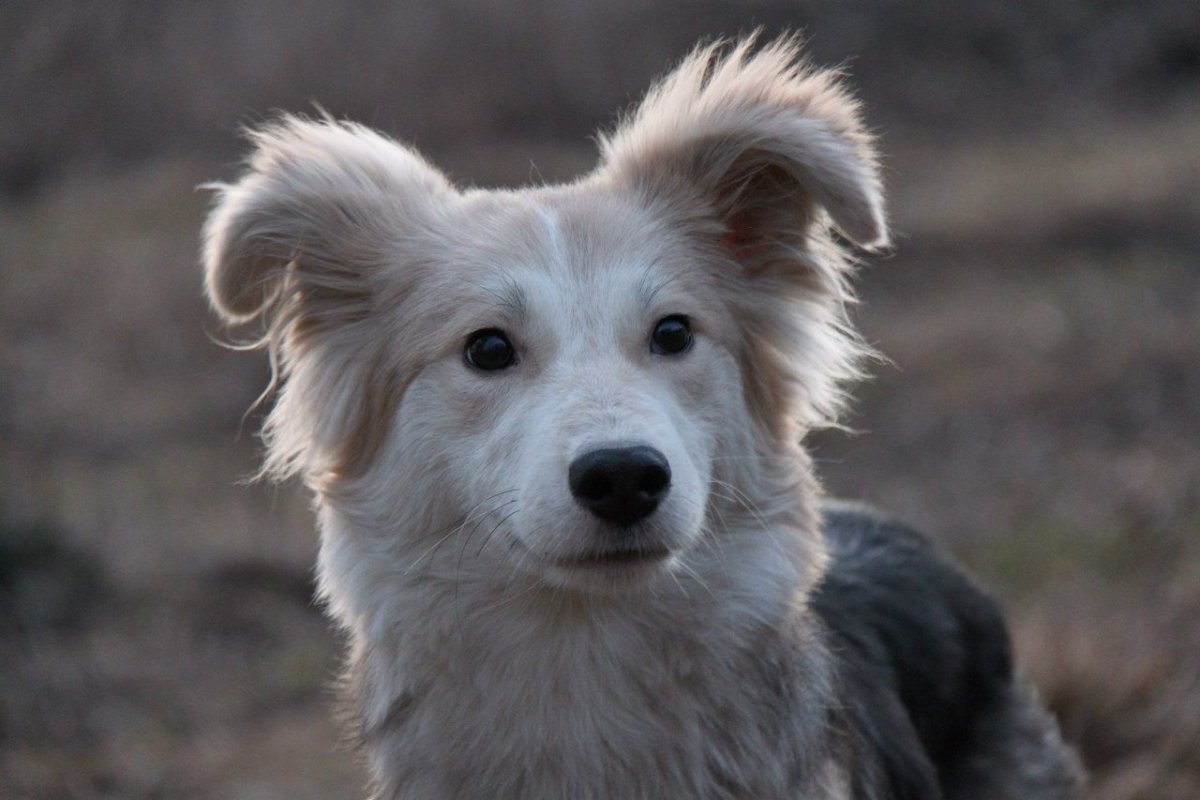 Собака дворняжка