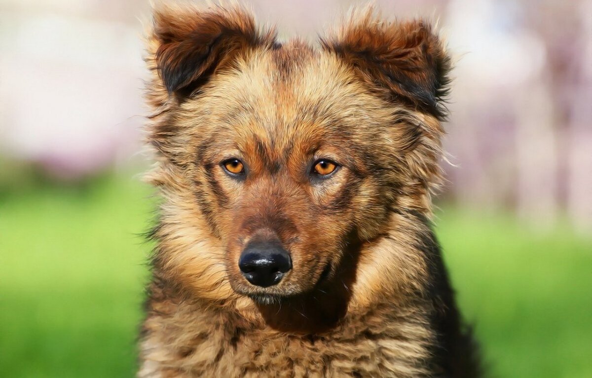 Собака дворняжка