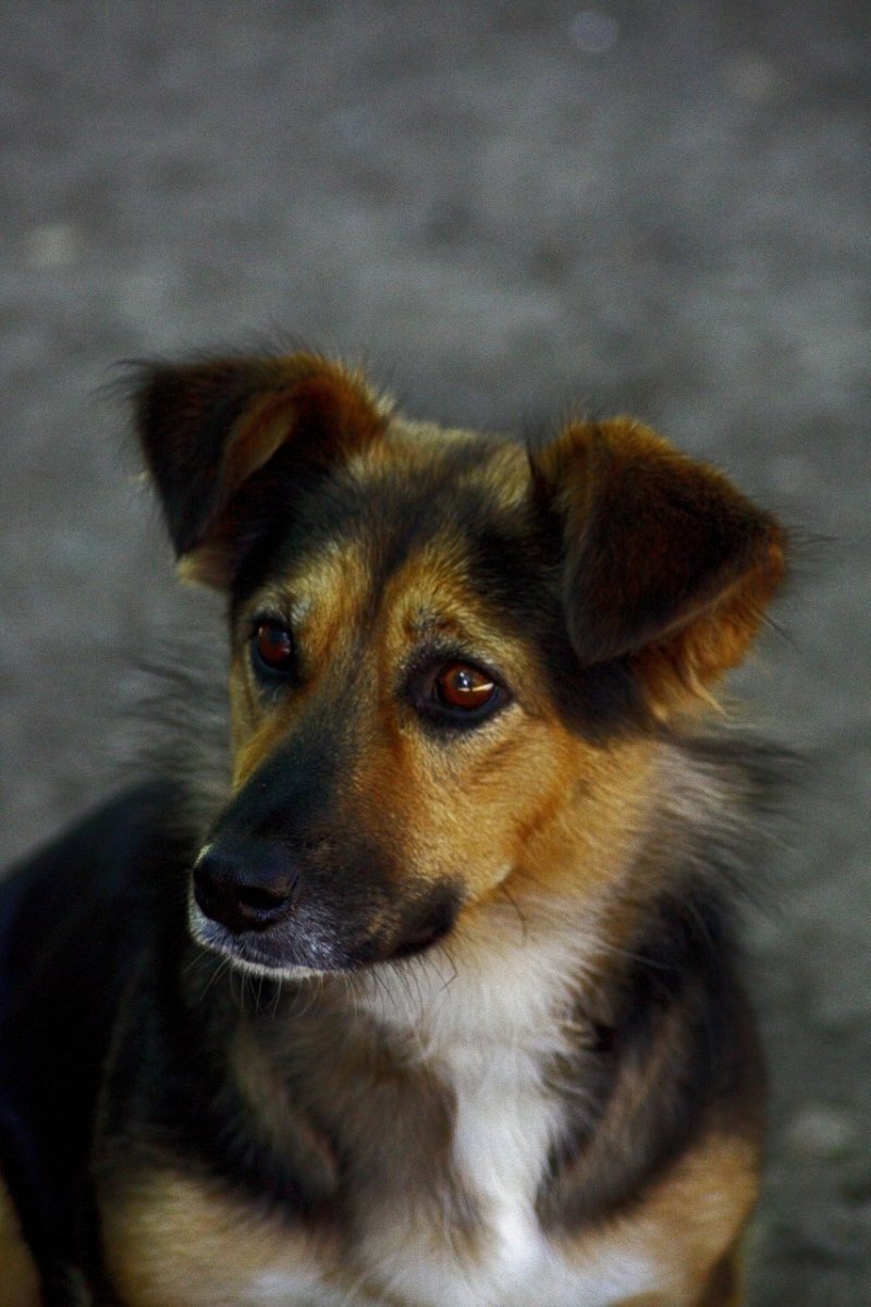Беспородная собака дворняжка