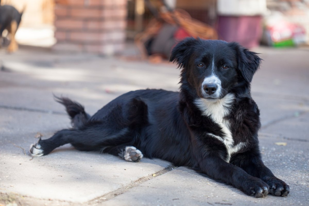 Метис бордер колли