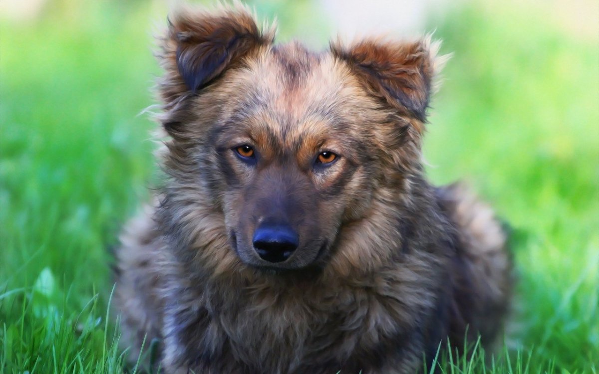 Красивые дворняги