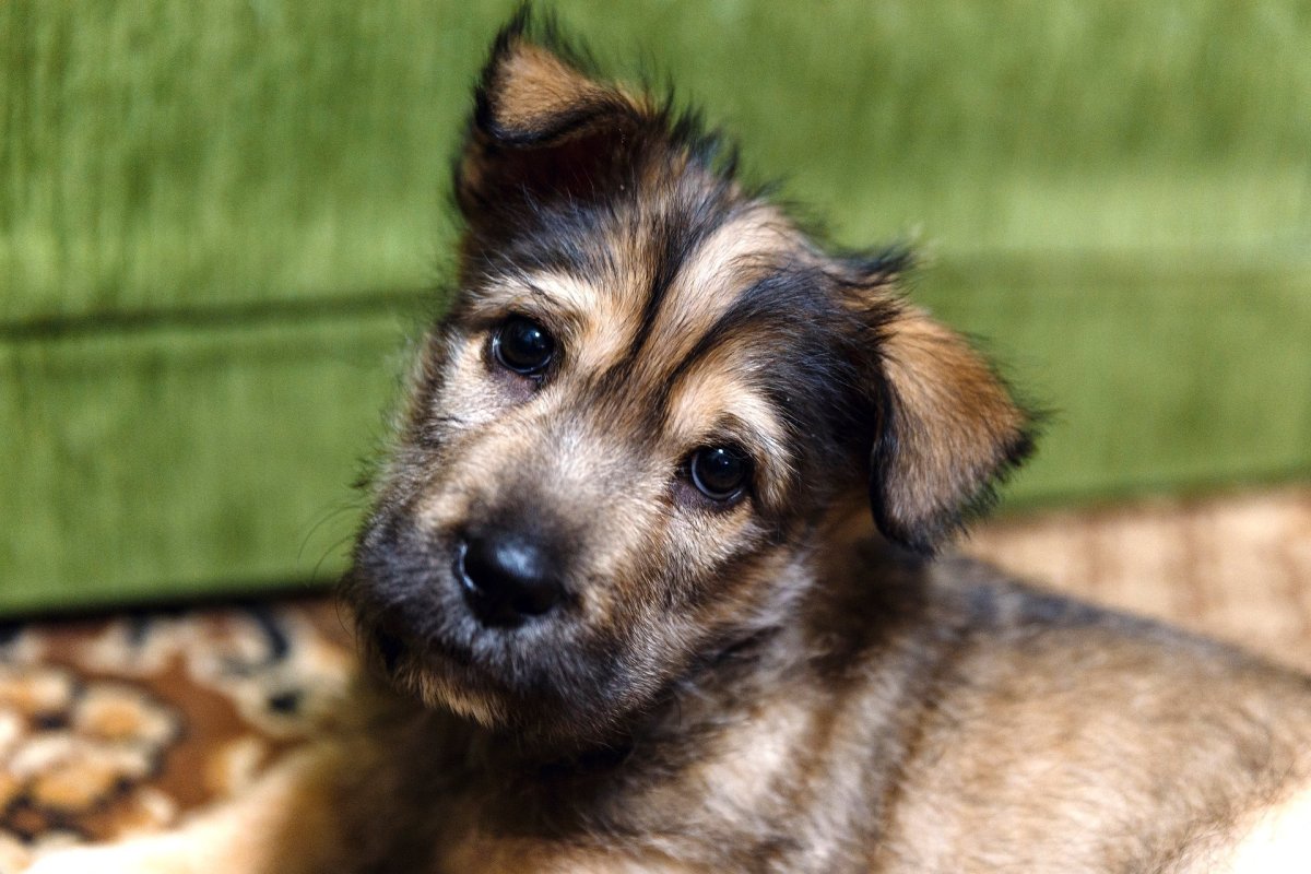 Порода собак двортерьер