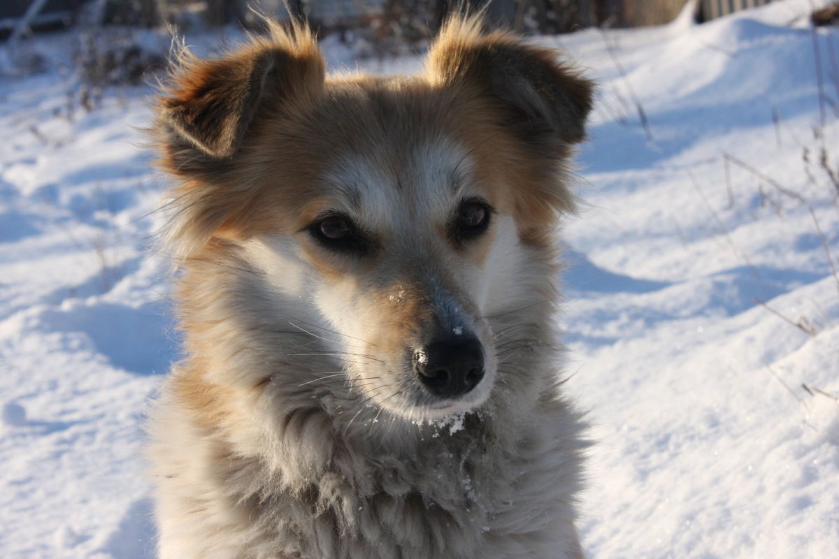 Сибирская дворняжка