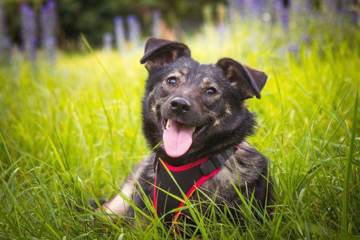 Милые дворняги