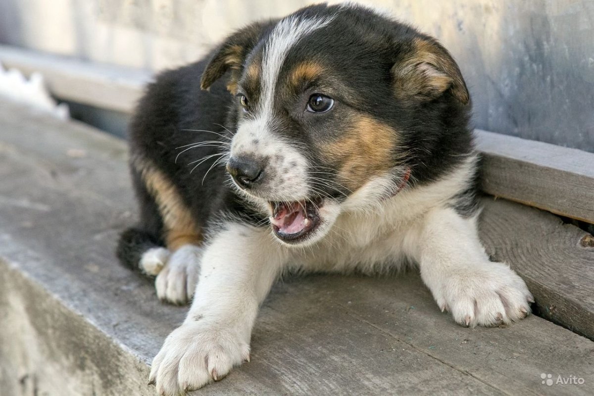 Щенки дворняжки