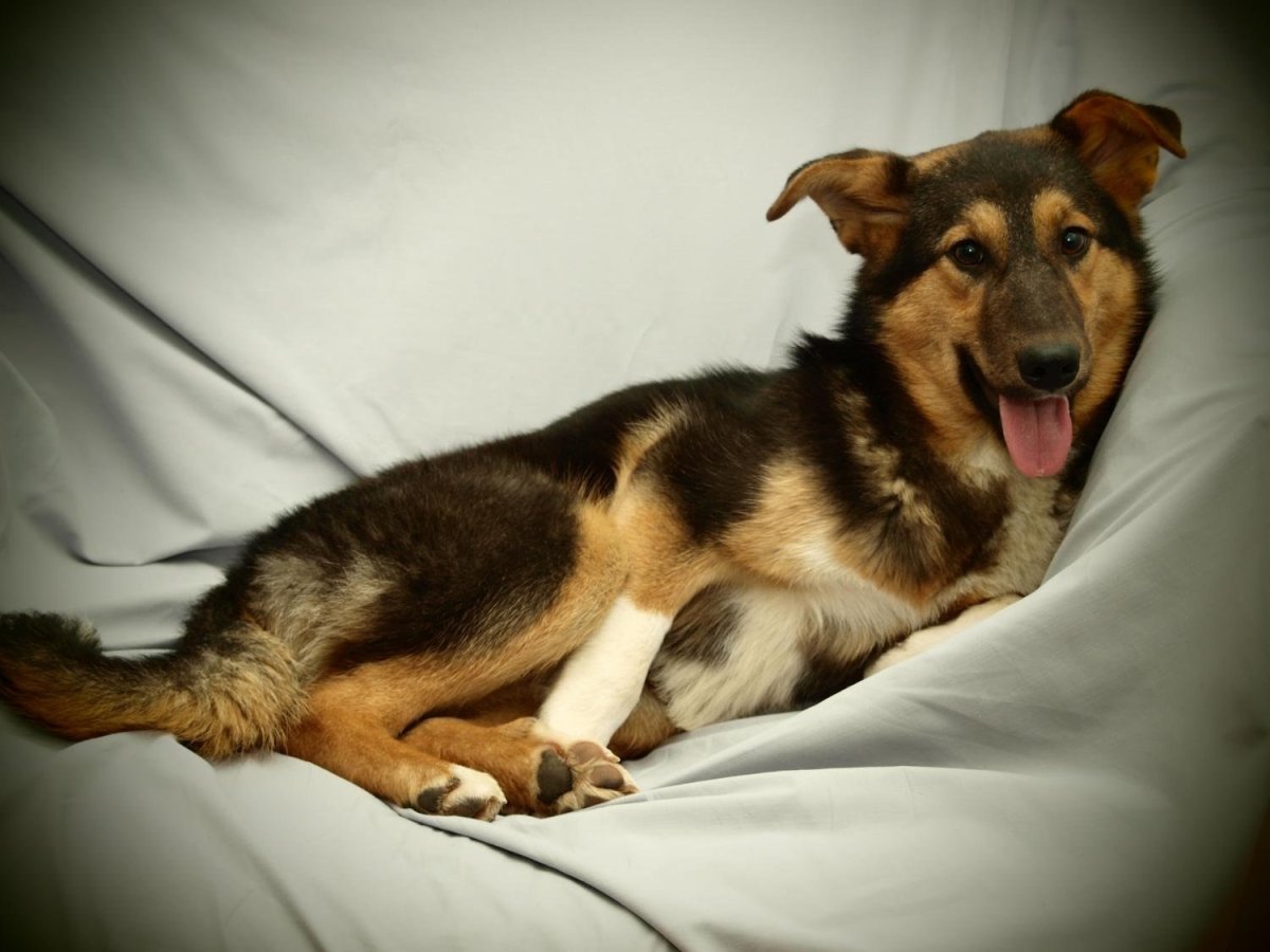 Собака дворняжка