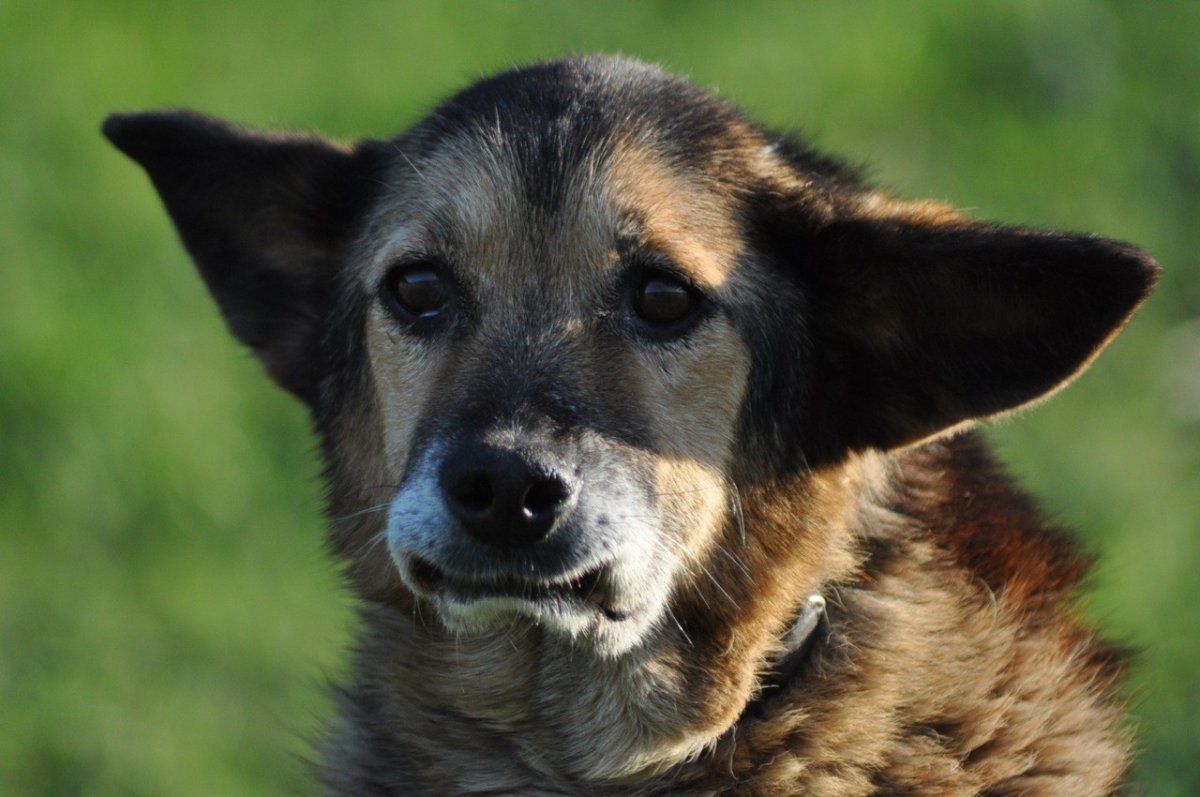 Чистокровный двортерьер