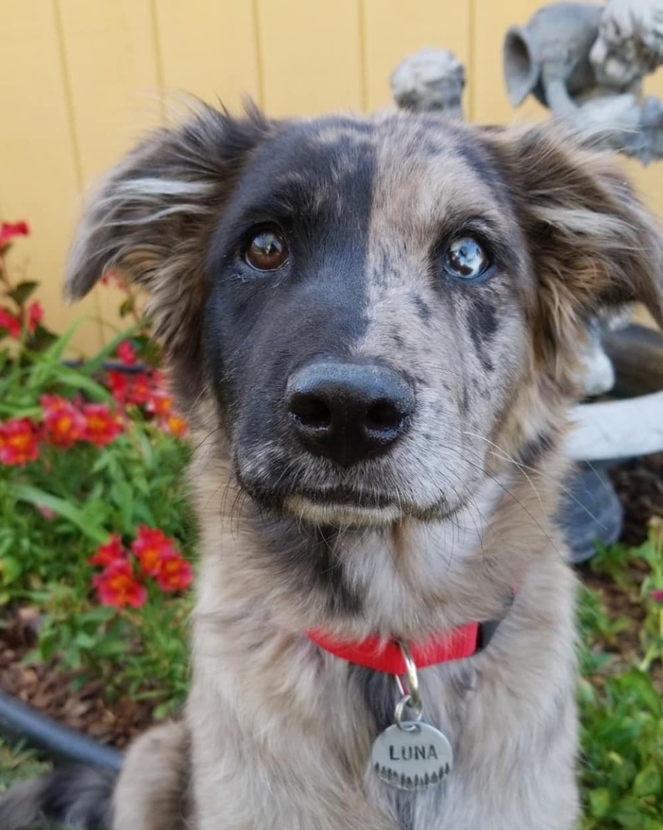 Необычные дворняжки