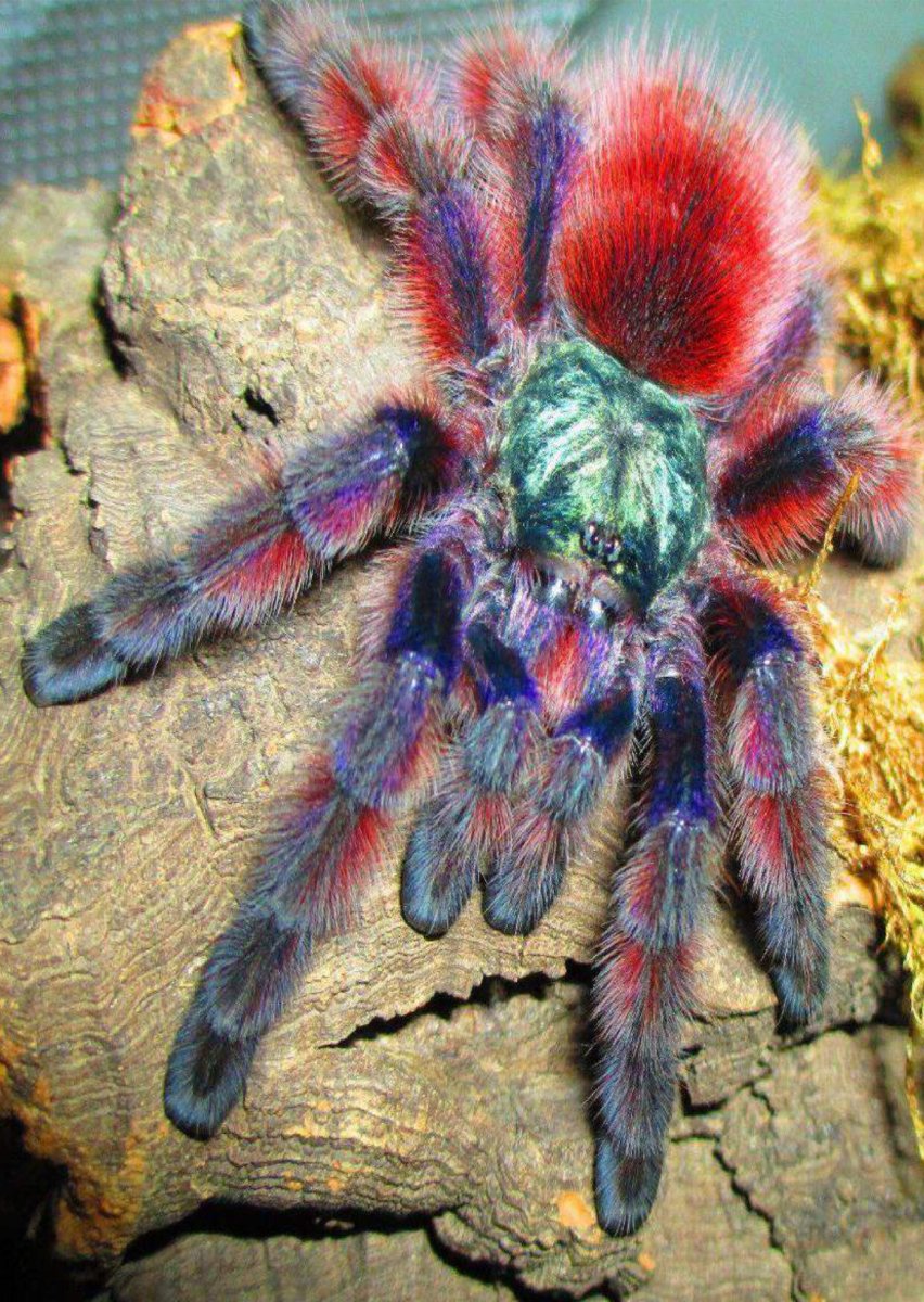 Паук птицеед Avicularia versicolor