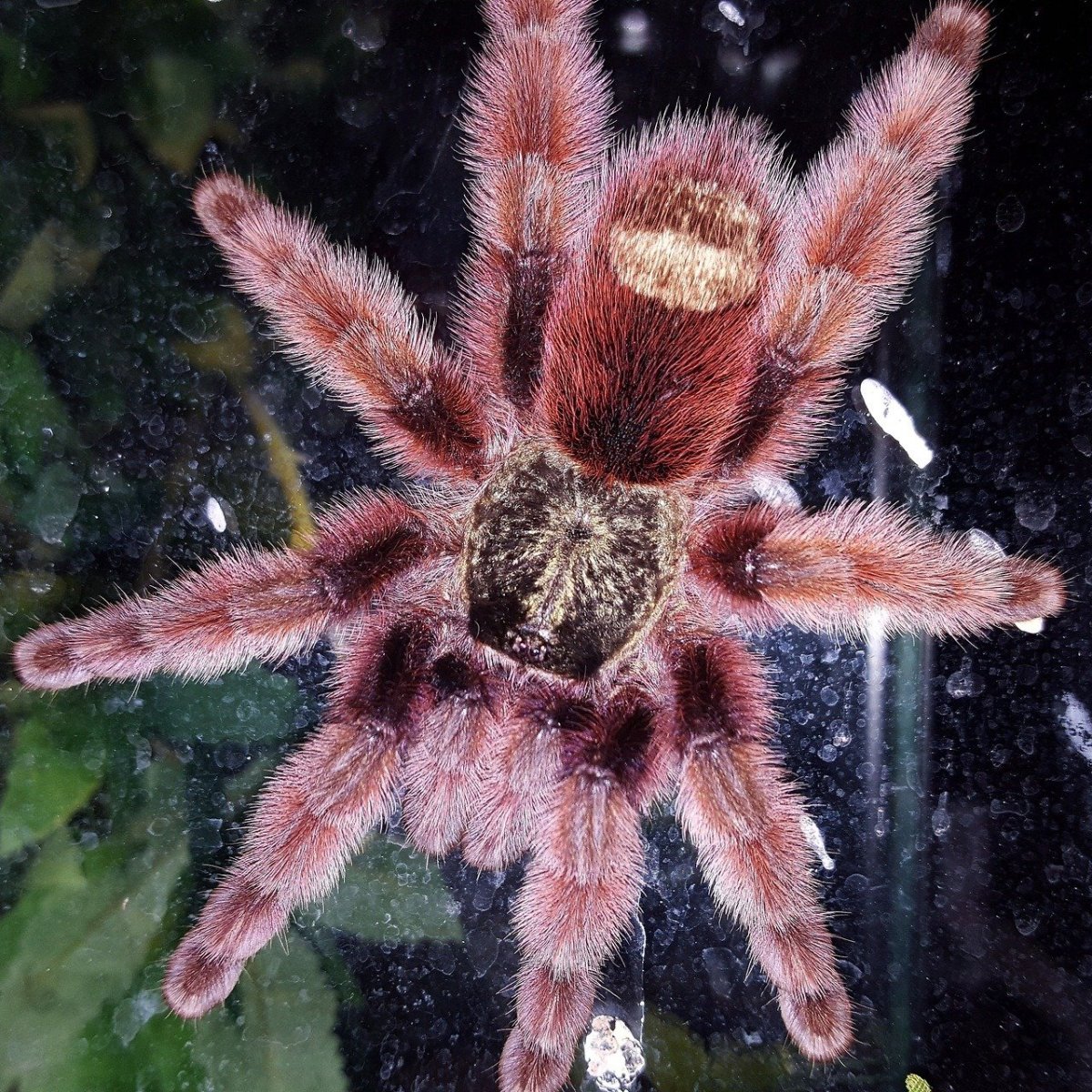 Птицеед Avicularia purpurea