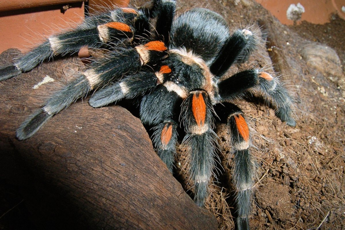 Тарантул птицеед оранжевый