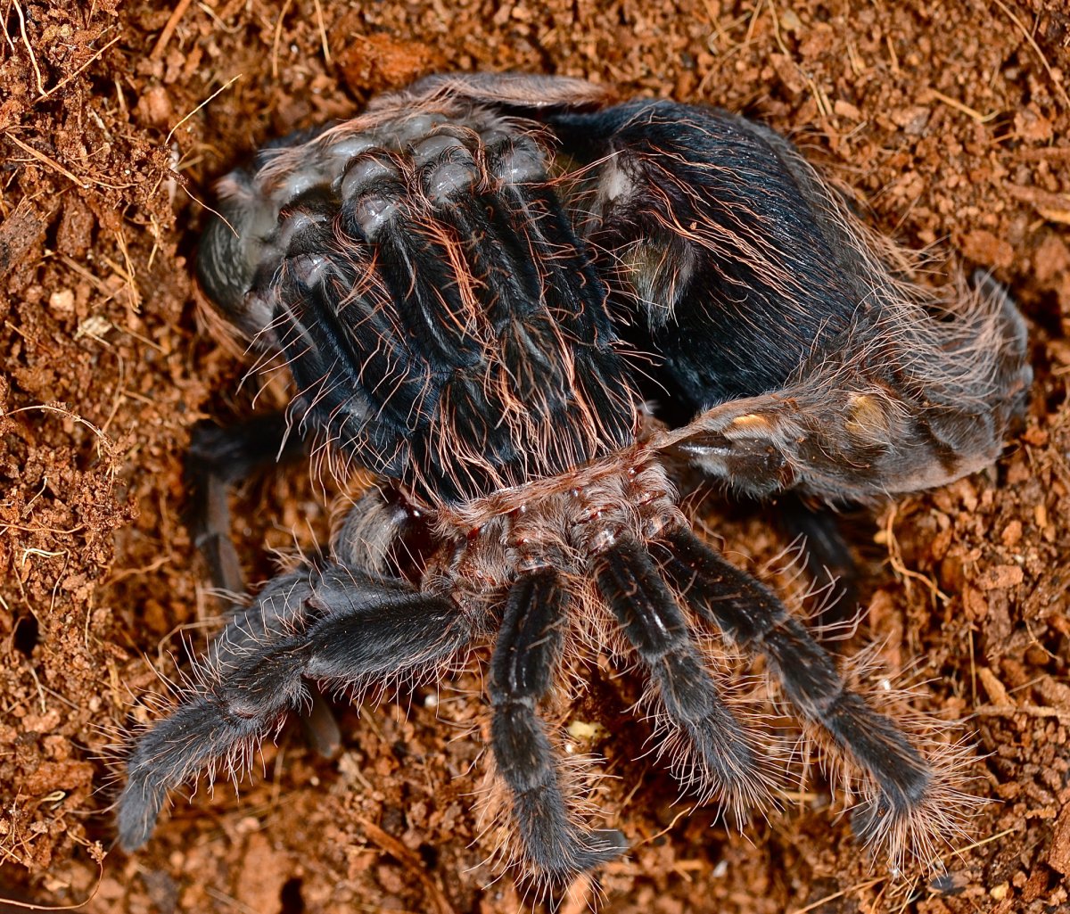 Брахипельма альбинос