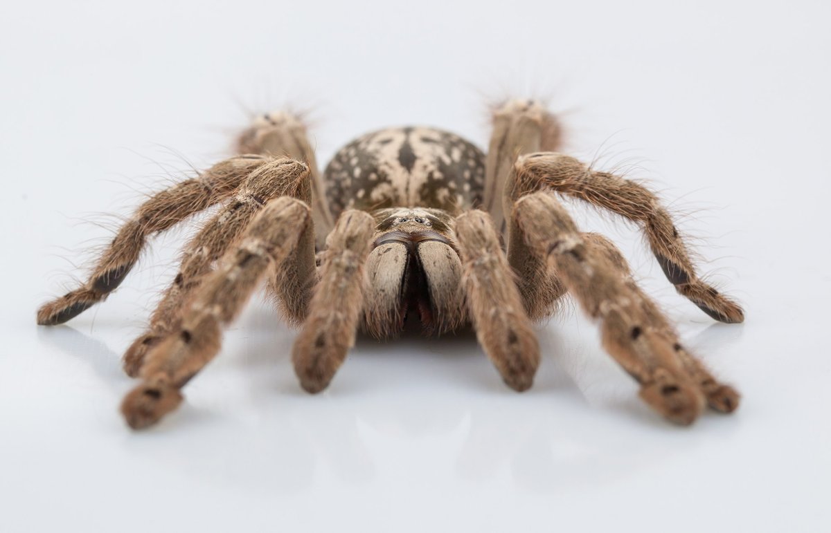 Heteroscodra maculata l1