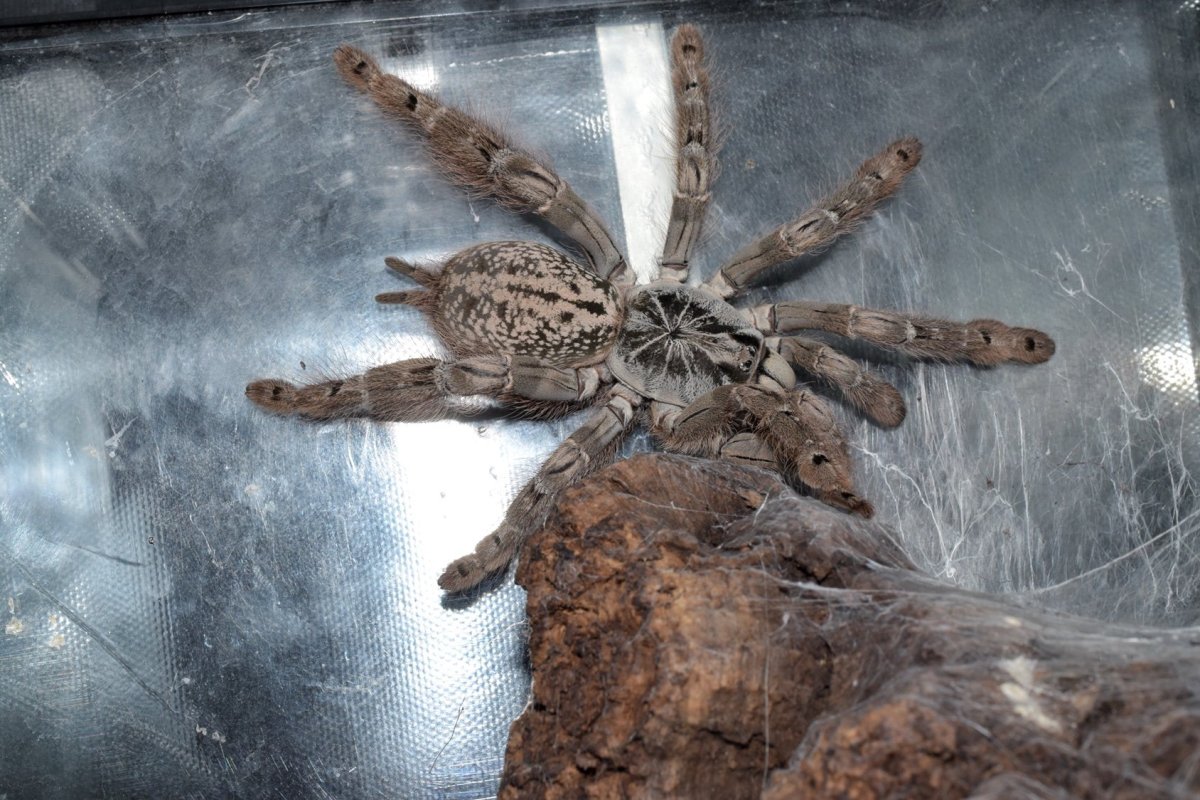 Heteroscodra maculata