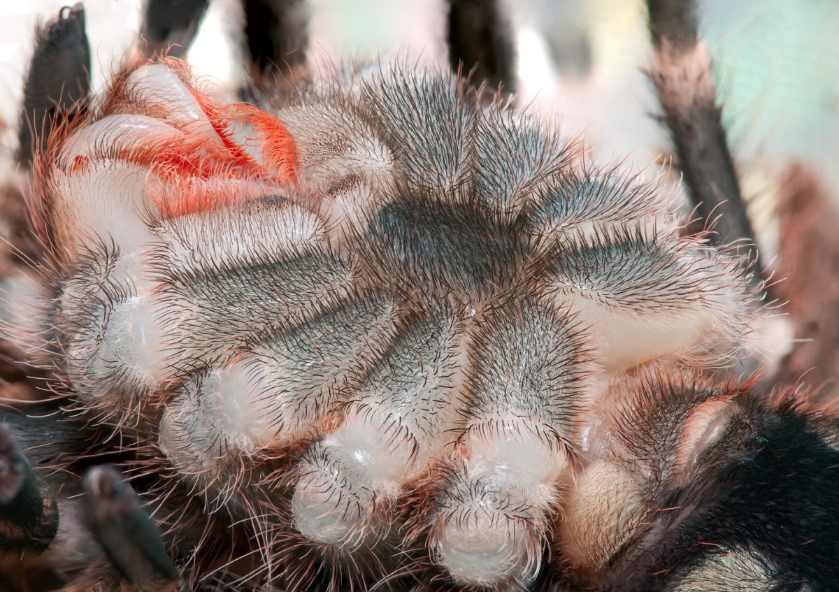 Паук птицеед альбинос