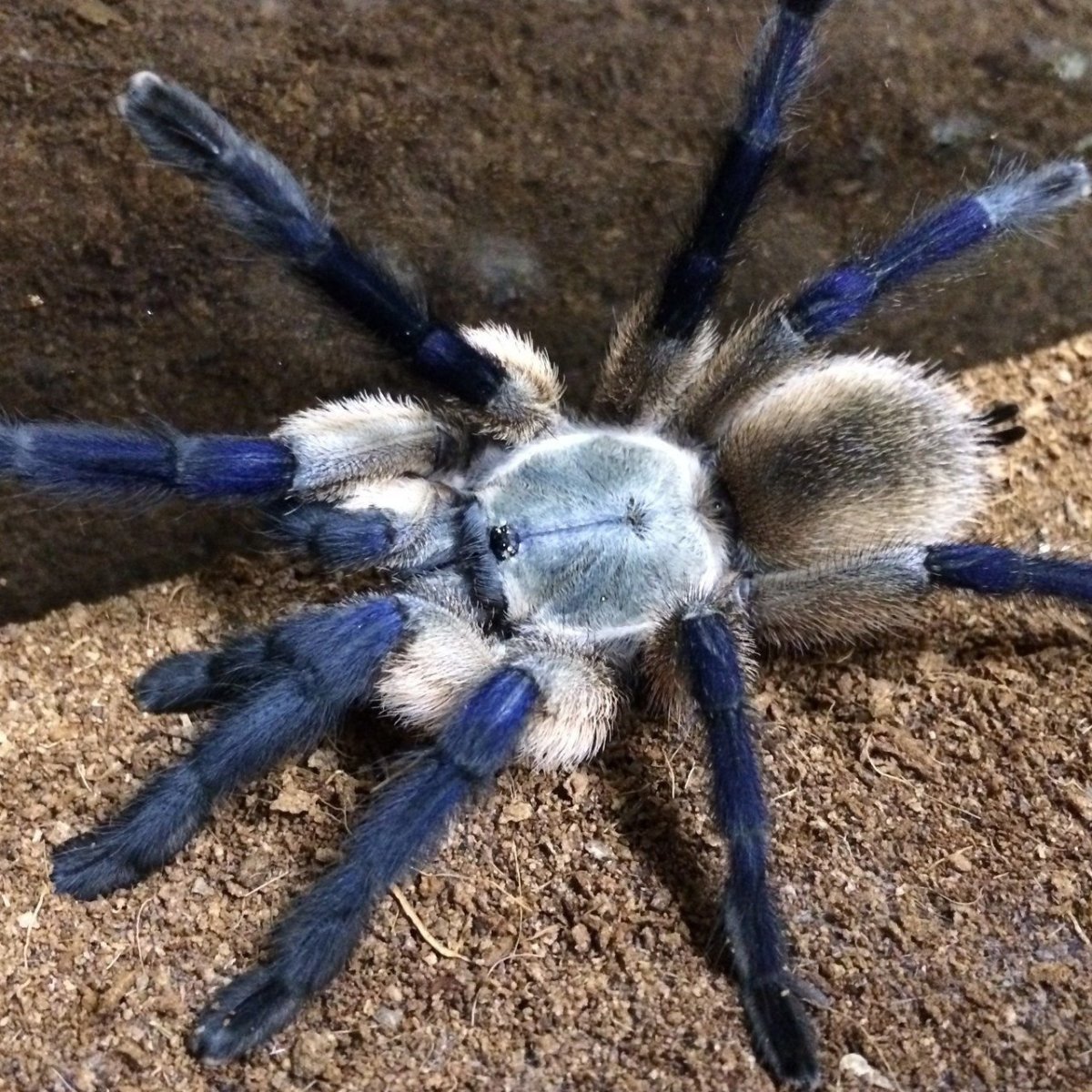 Monocentropus balfouri