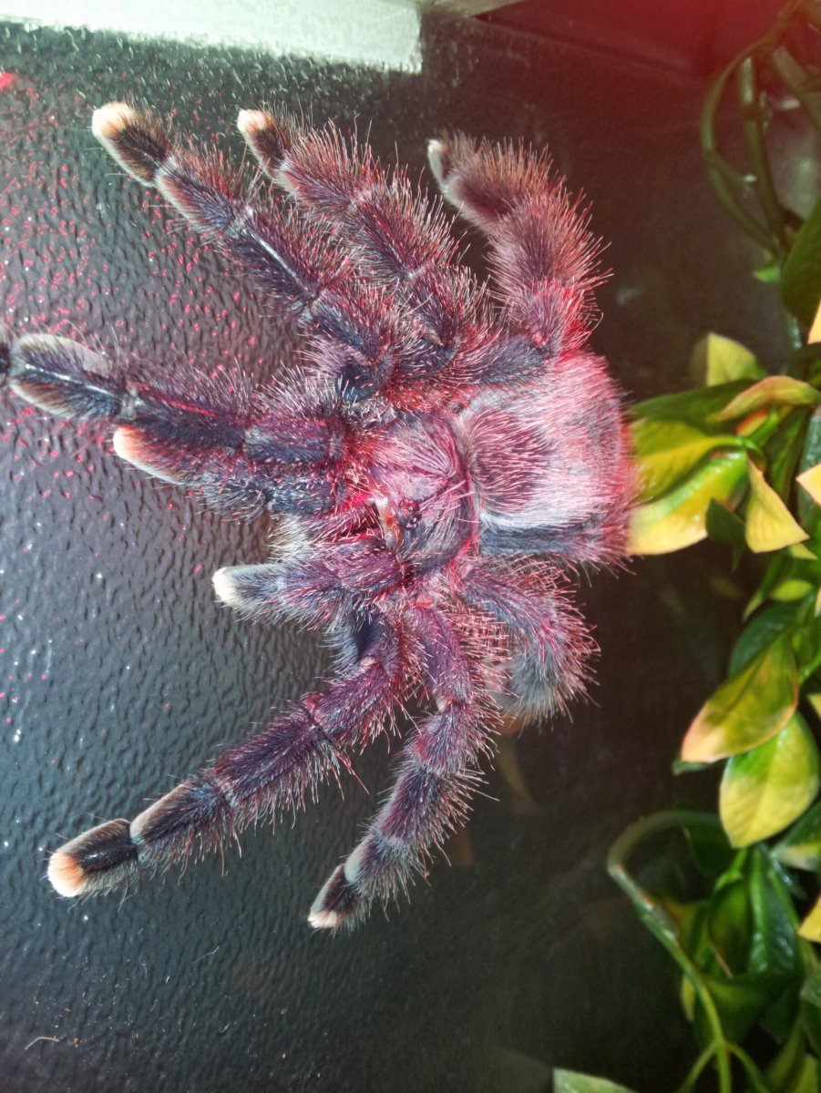 Авикулярия Авикулярия