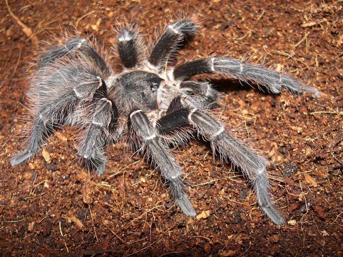 Белый паук птицеед