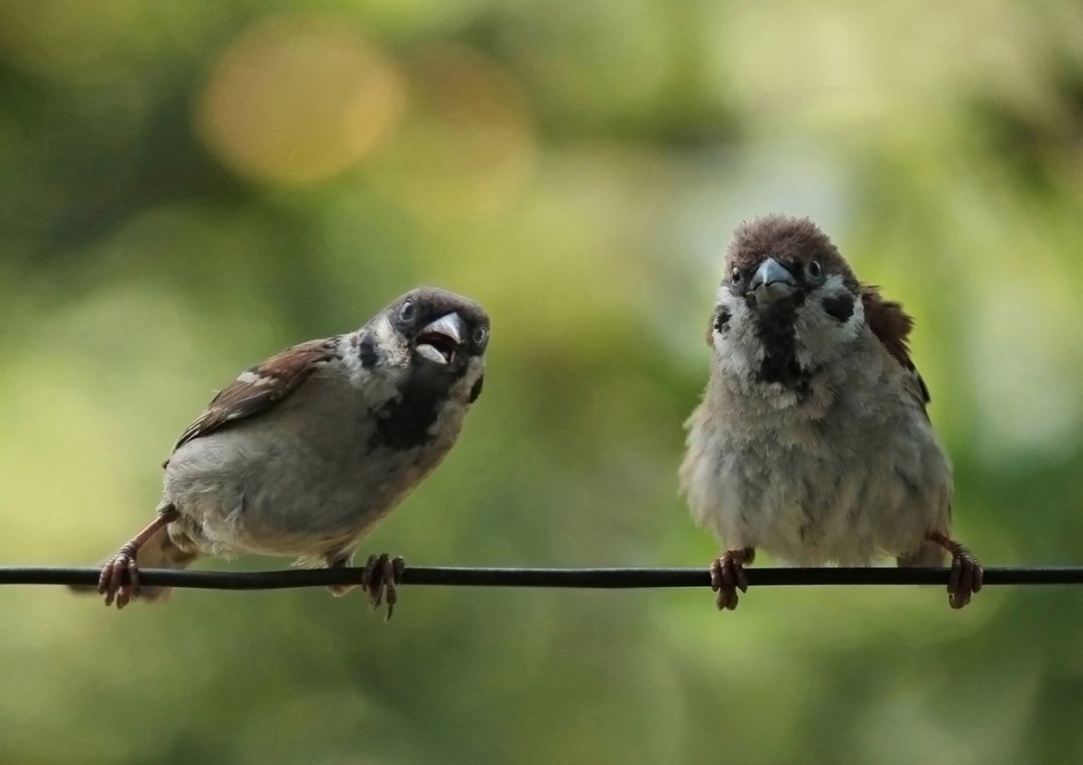Смешной Воробушек