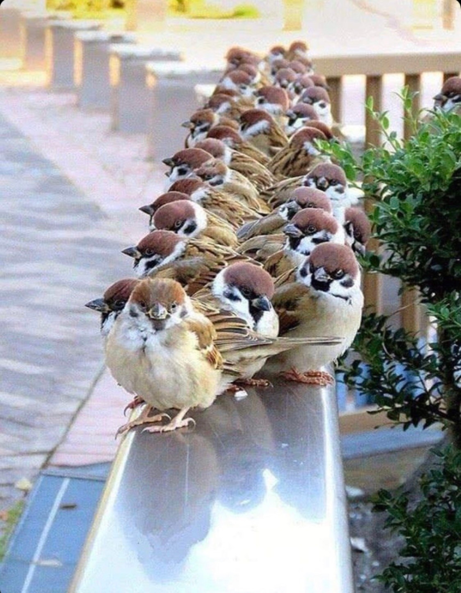 Смешной Воробушек