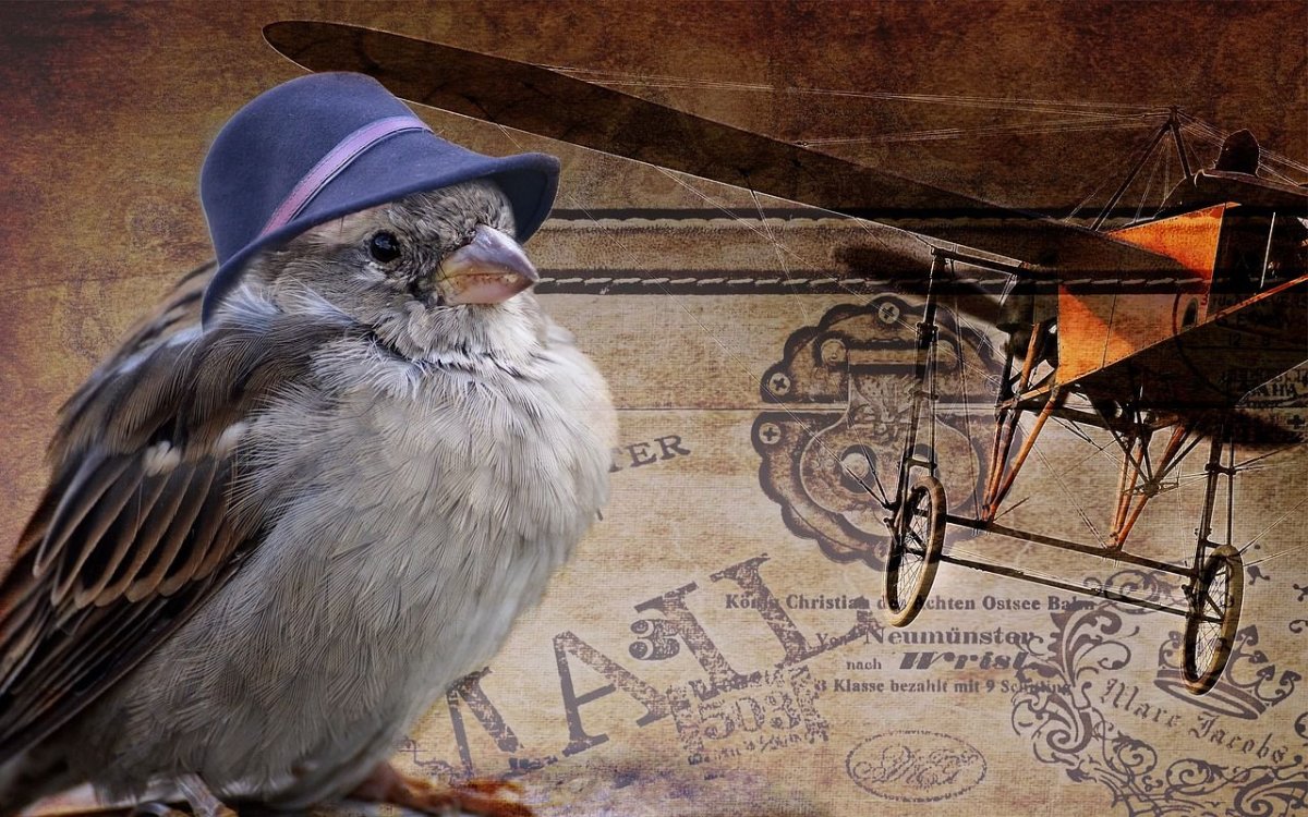 Воробей в шляпе