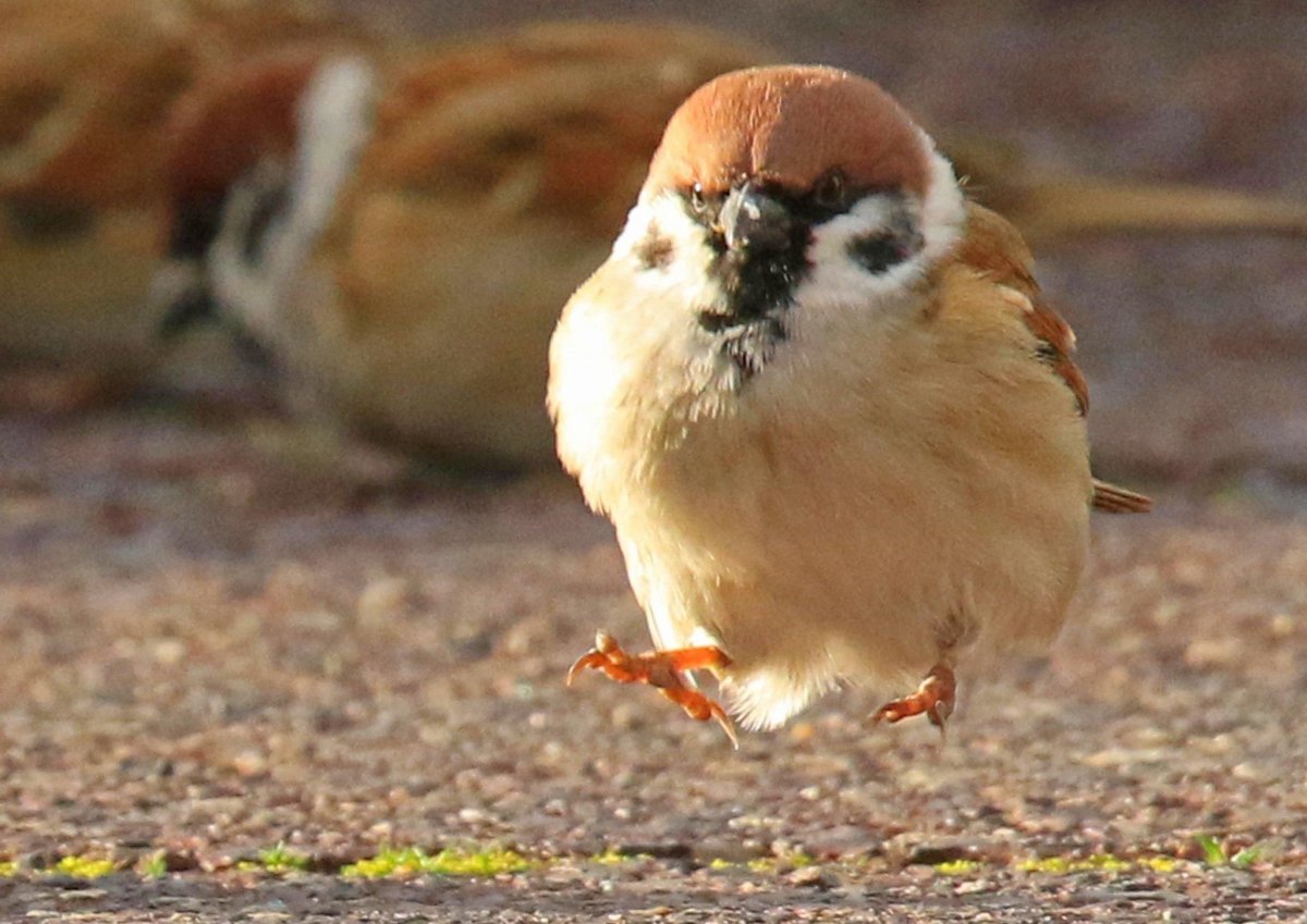 Злой Воробей