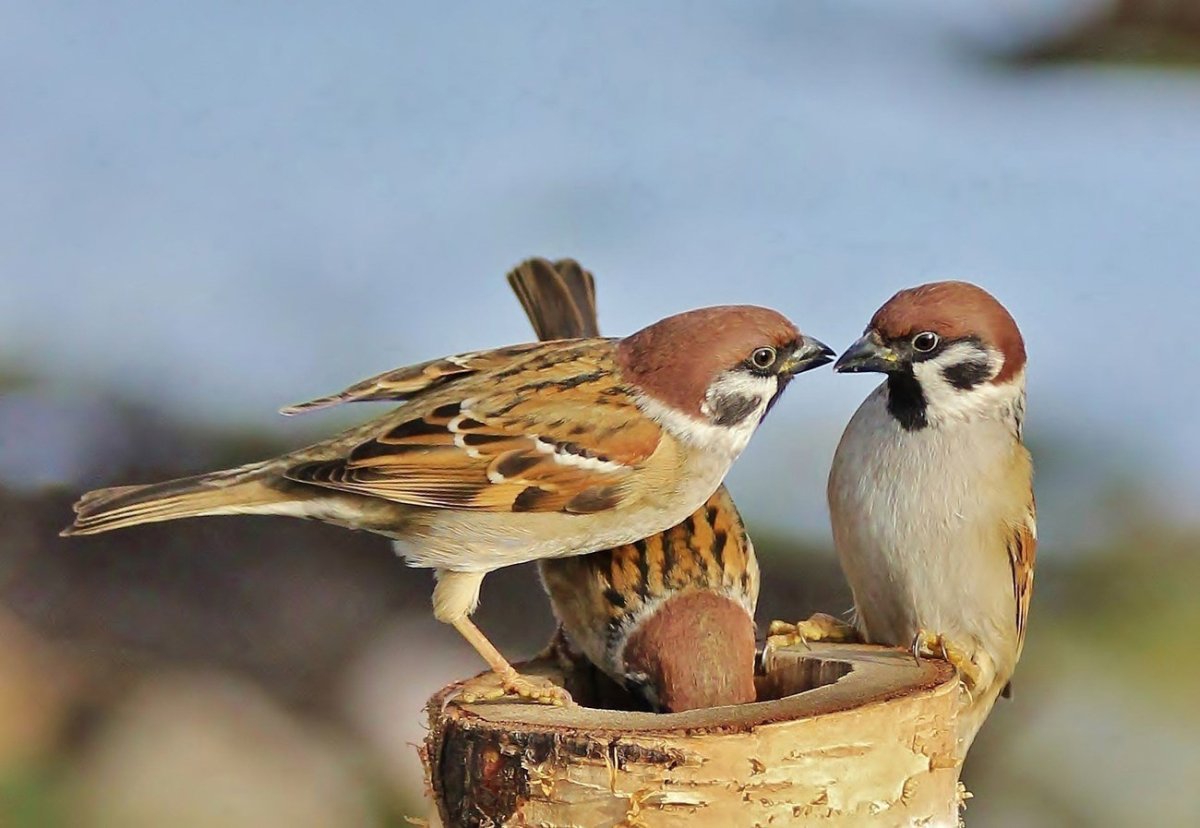 Смешной Воробушек