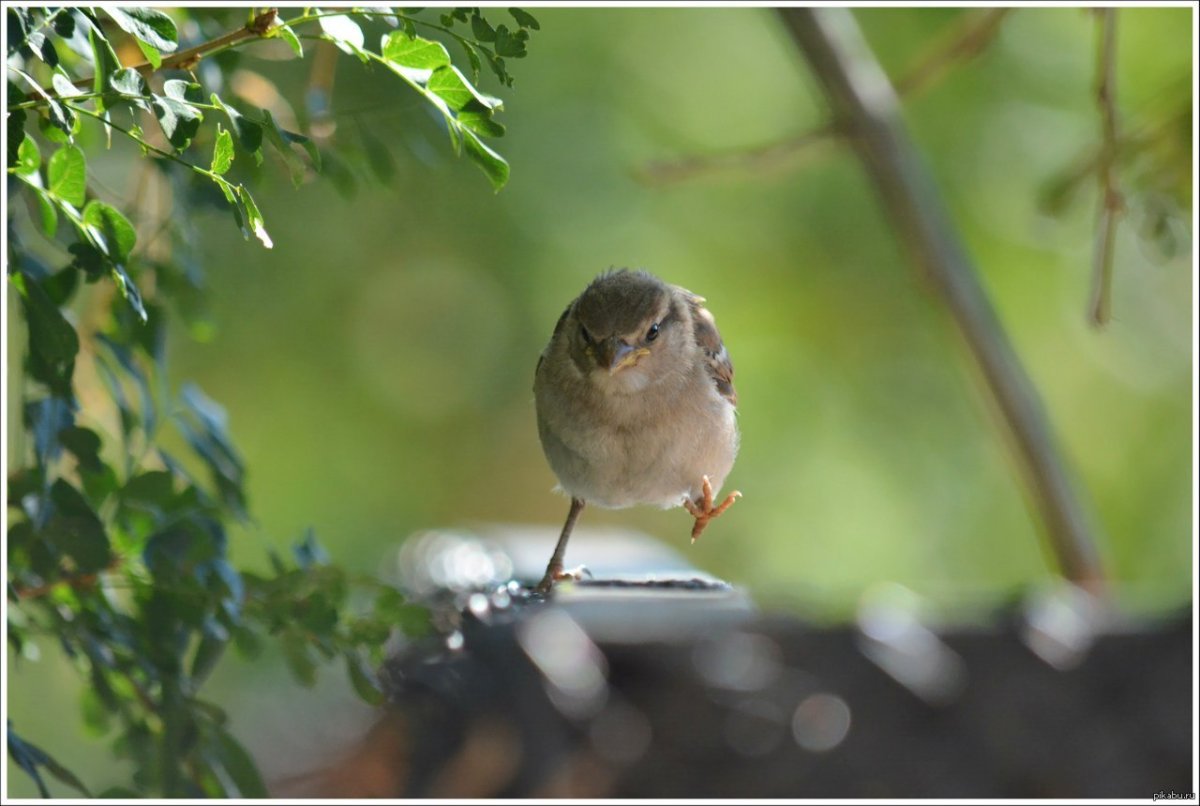 Смешной Воробушек