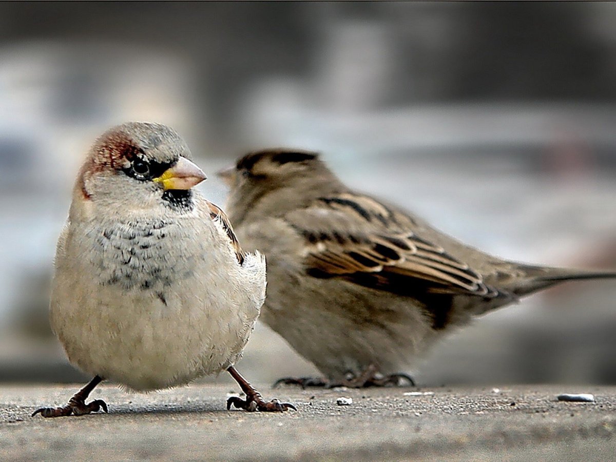 Брутальный Воробей