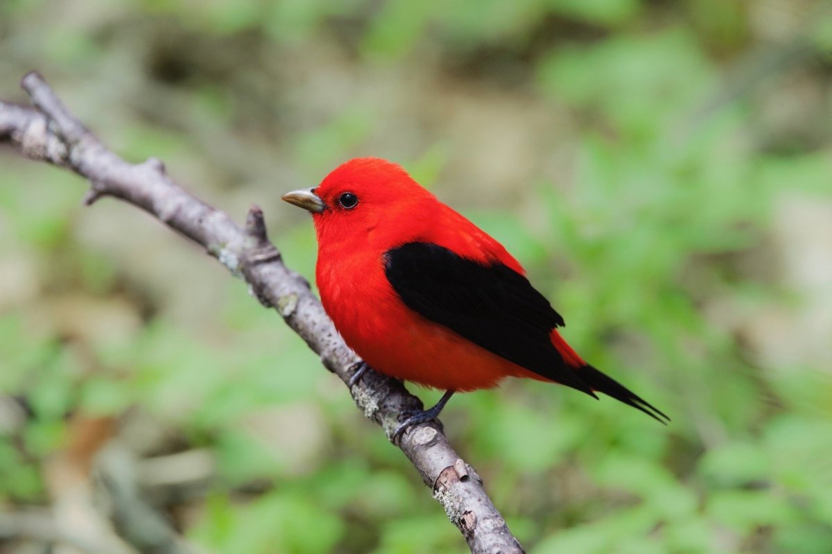 Птичка с красным животиком