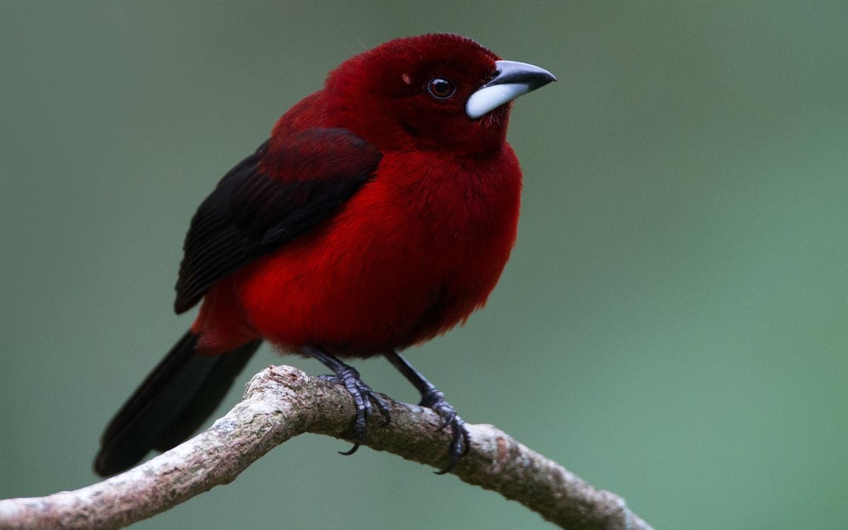 Красноголовая пиранга