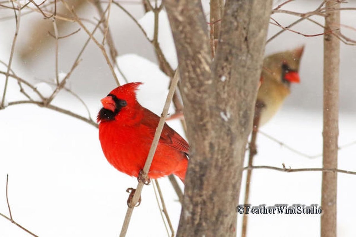 Белая птица зимой с красным животом