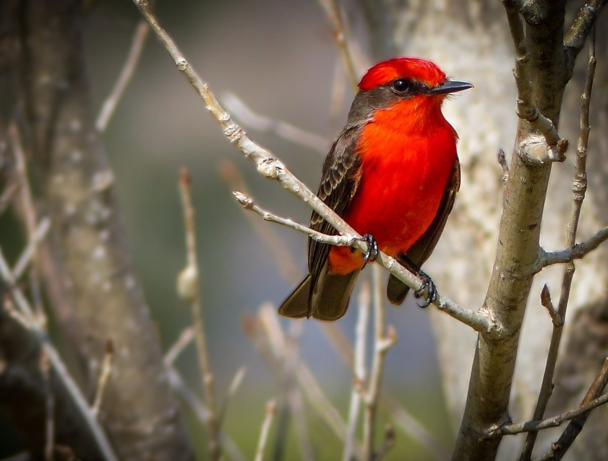 Огненногрудая петроика