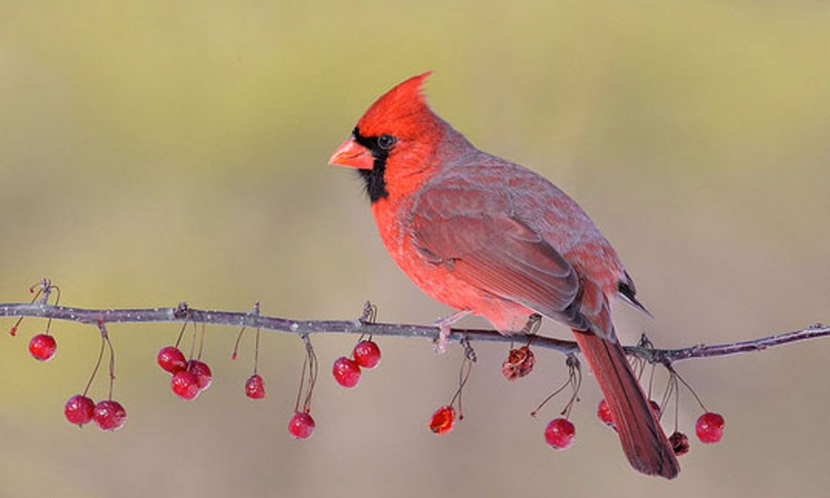 Свиристель и красный Кардинал