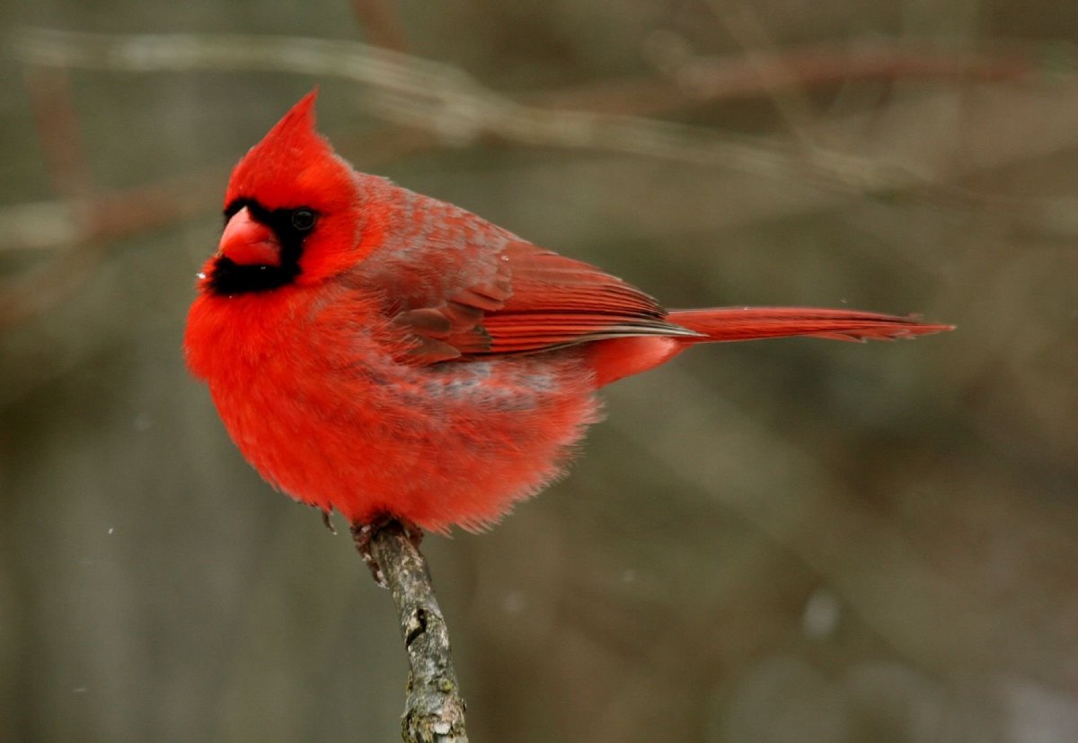 Двухцветный Кардинал