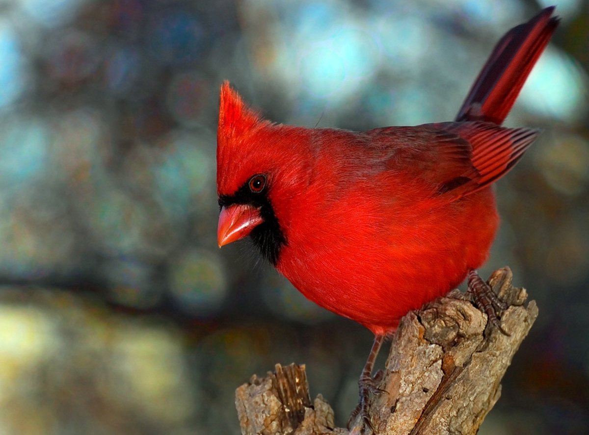 Виргинский красный Кардинал