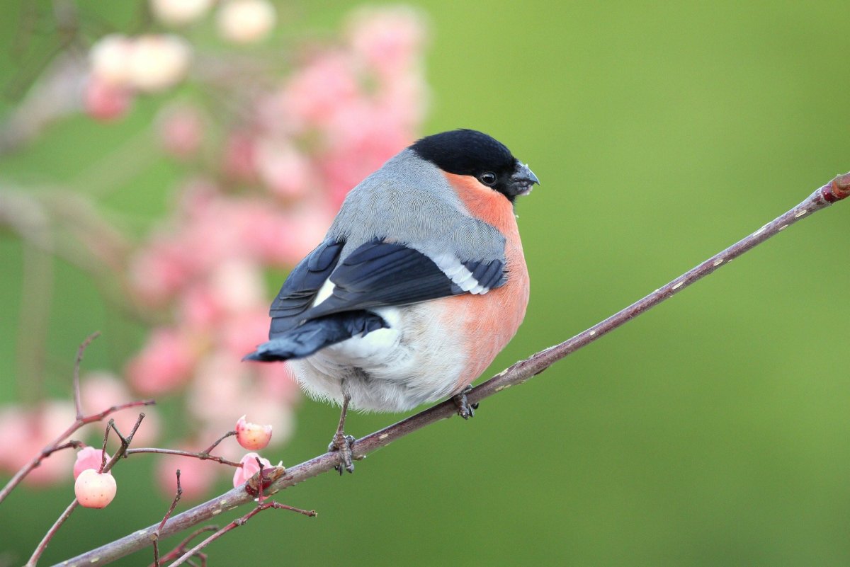 Синица с красной грудкой