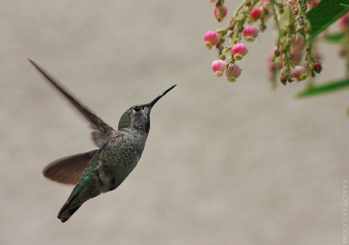 Мина лопастная Колибри