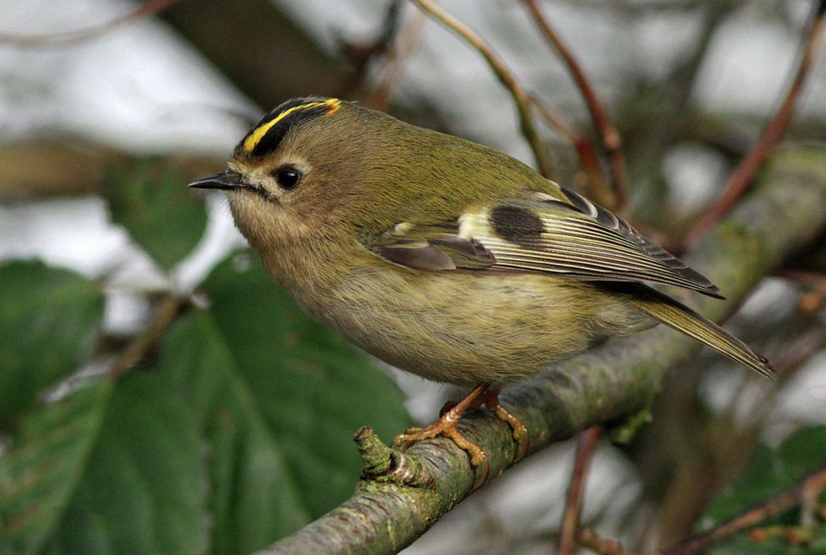 Маленькие птички Беларуси