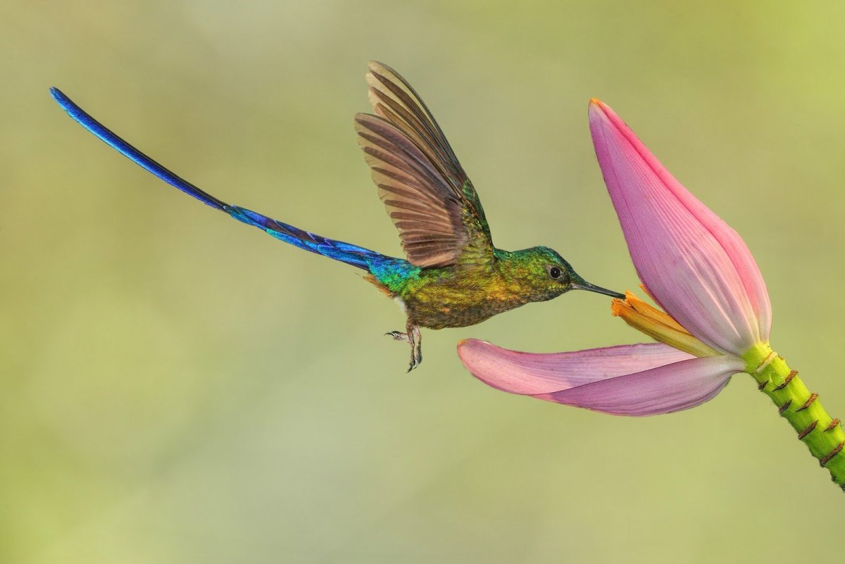 Птичка Колибри